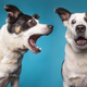 Imagen para el artículo titulado Por qué nunca deberías ladrar a tu perro